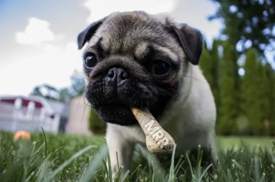 Eat your own SaaS dog food